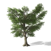 Дерево - Tree - 00006