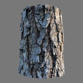 Material of the bark of pine (photogrammetry)