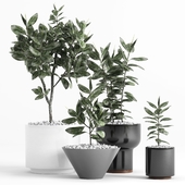 Plants and Planters _7 (Ficus Elastica)