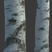 Material of tree bark (photogrammetry)