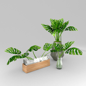 TROPICAL PLANTS COLLECTION