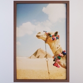 Camel In The Desert By Grant Faint