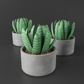 Succulent Plant 01