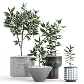 Plants and Planters _10 (Ficus Elastica Variegata)