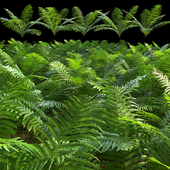 Set of ferns