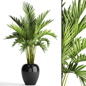 Howea forsteriana. decorative palm tree, hovea, pot, flower, black flowerpot, interior