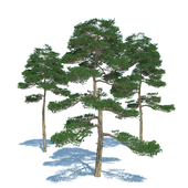 Pine tree - set 3