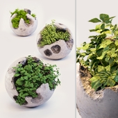 Round concrete pots with plants