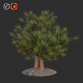 Little  Pine Tree 1