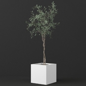 Ficus benjamin small