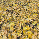 Autumn Leaves_1