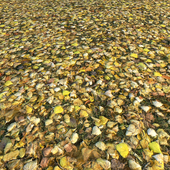 Autumn Leaves_2