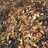 Осенняя листва (материал)