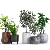 Plants and Planters _12