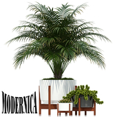 Plants collection 68 Modernica pots