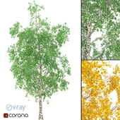 Берёза: 3D модель дерева No 1