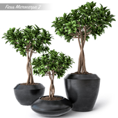 Ficus Microcarpa 2