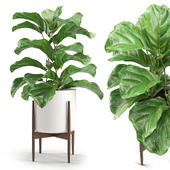 Plant 012 - Ficus Lyrata