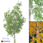 Берёза: 3D модель дерева No 2 (2 Сезона)