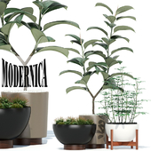 Plants collection 73 Modernica pots