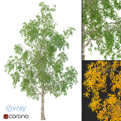 Берёза: 3D модель дерева No 3 (2 Сезона)