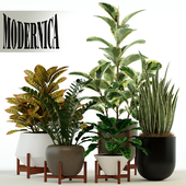 Plants collection 75 Modernica pots