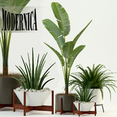 Plants collection 76 Modernica pots