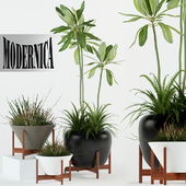 Plants collection 77 Modernica pots