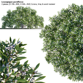 Leucopogon parviflorus, shrub
