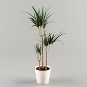 Draecaena - Indoor Plant