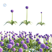 Allium globemaster