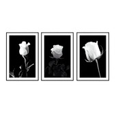 Posters with roses in black and white style.