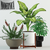 Plants collection 79 Modernica pots