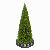Туя Cupressaceae Thuja
