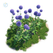 Echinops banaticus