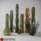 Glass cacti and succulents
