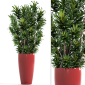 Dracaena 5, Драцена Рефлекса, цветок, горшок, куст, вазон, интерьерная, декоративная