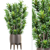 Dracaena 6, Драцена, горшок, вазон, куст, интерьерное растение, комнатное