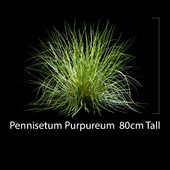 Pennisetum Purpureum