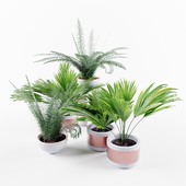 Plants: 3x palm & 2x fern