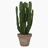 Euforbia Cactus, эуфорбия кактус