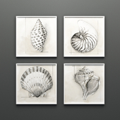 The collection of pictures "Shells"