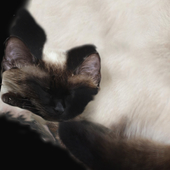 Texture-scan of a Siamese / Thai cat