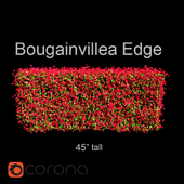 Bougainvillea Edge Bush
