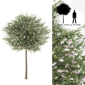 Willow whole-leafed tree | Salix integra &#39;Hakuro Nishiki&#39;