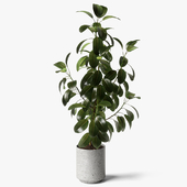 ficus elastica