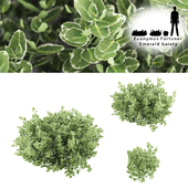 Fortescu bushes | Euonymus Fortunei Emerald Gaiety