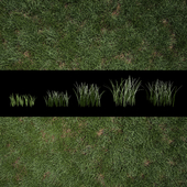 Grass for Exteriors