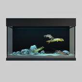 Predatory Fish And Aquarium