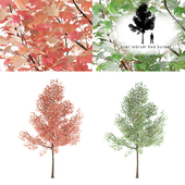 Maple red tree | Acer rubrum Red Sunset